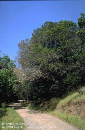Coast live oaks killed by sudden oak death syndrome.
